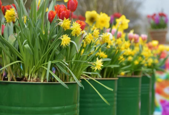 How to Plant Daffodils Bulb Like a Pro: Insider Tips for Gardens