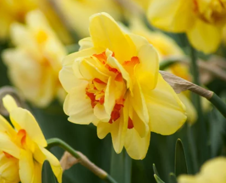 How to Plant Daffodils Bulb Like a Pro: Insider Tips for Gardens
