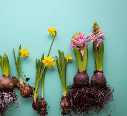 How to Plant Daffodils Bulb Like a Pro: Insider Tips for Gardens