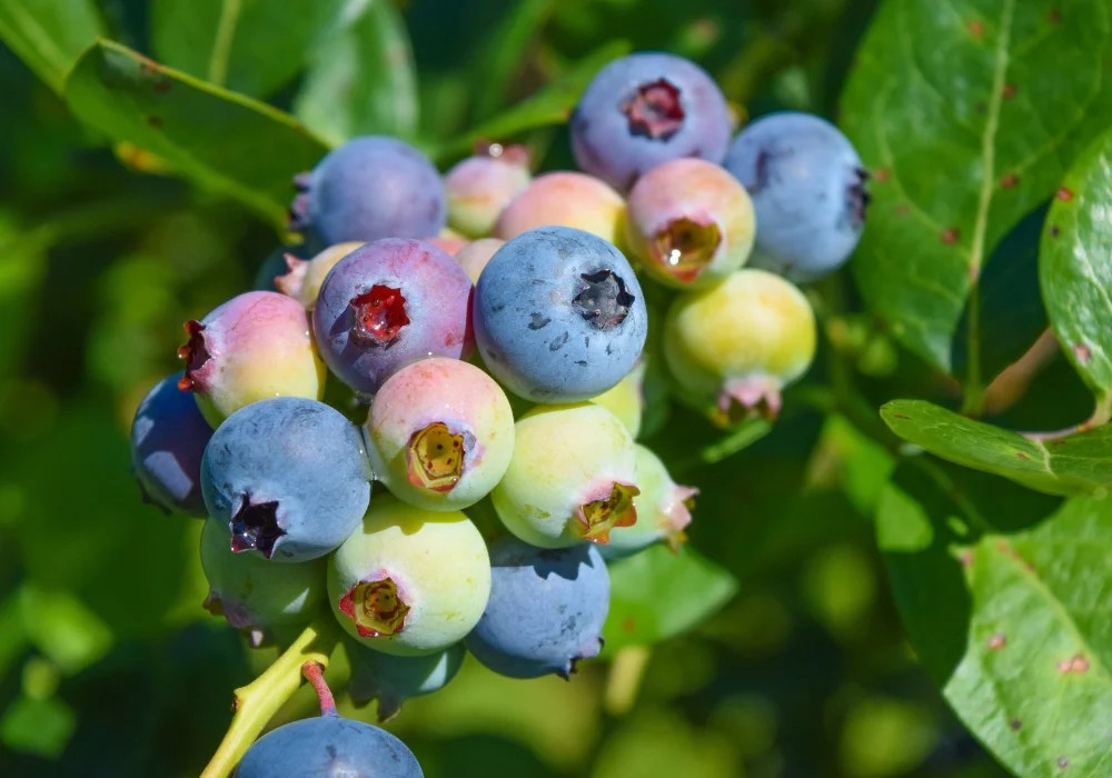 Why Are My Blueberry Leaves Turning Brown?