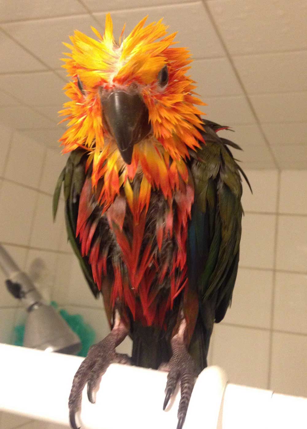 Relaxing How Often Shed Skin TriCities TNVA