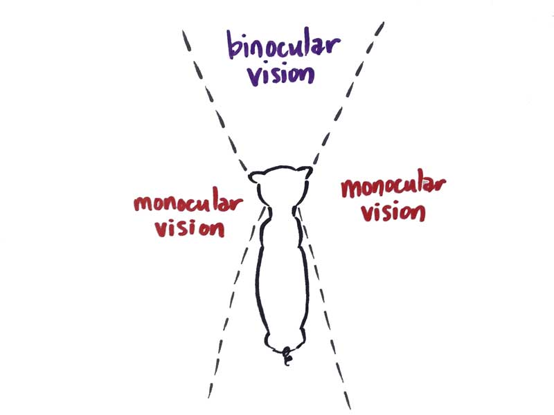 Outdoor Education School Science Camps California