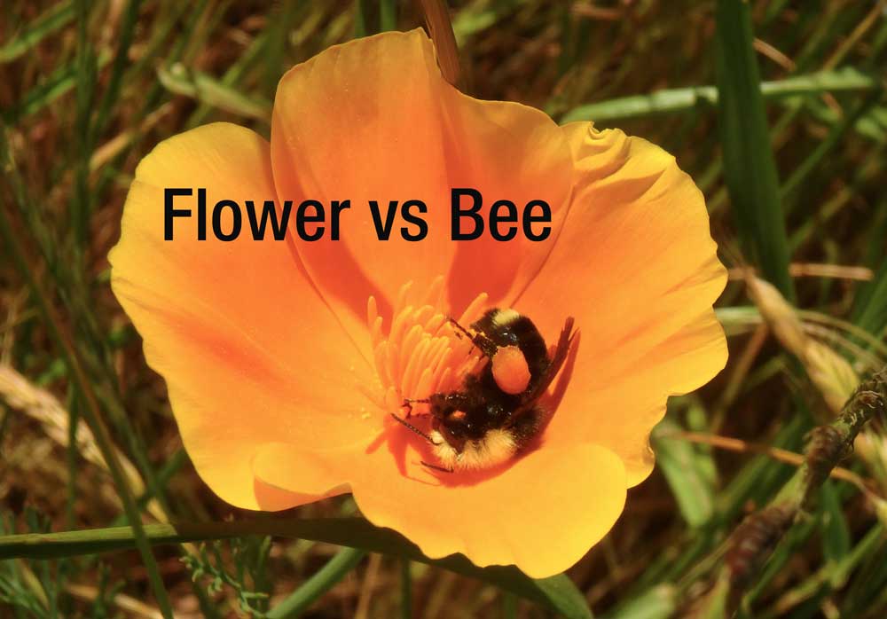 Outdoor Education School Science Camps California