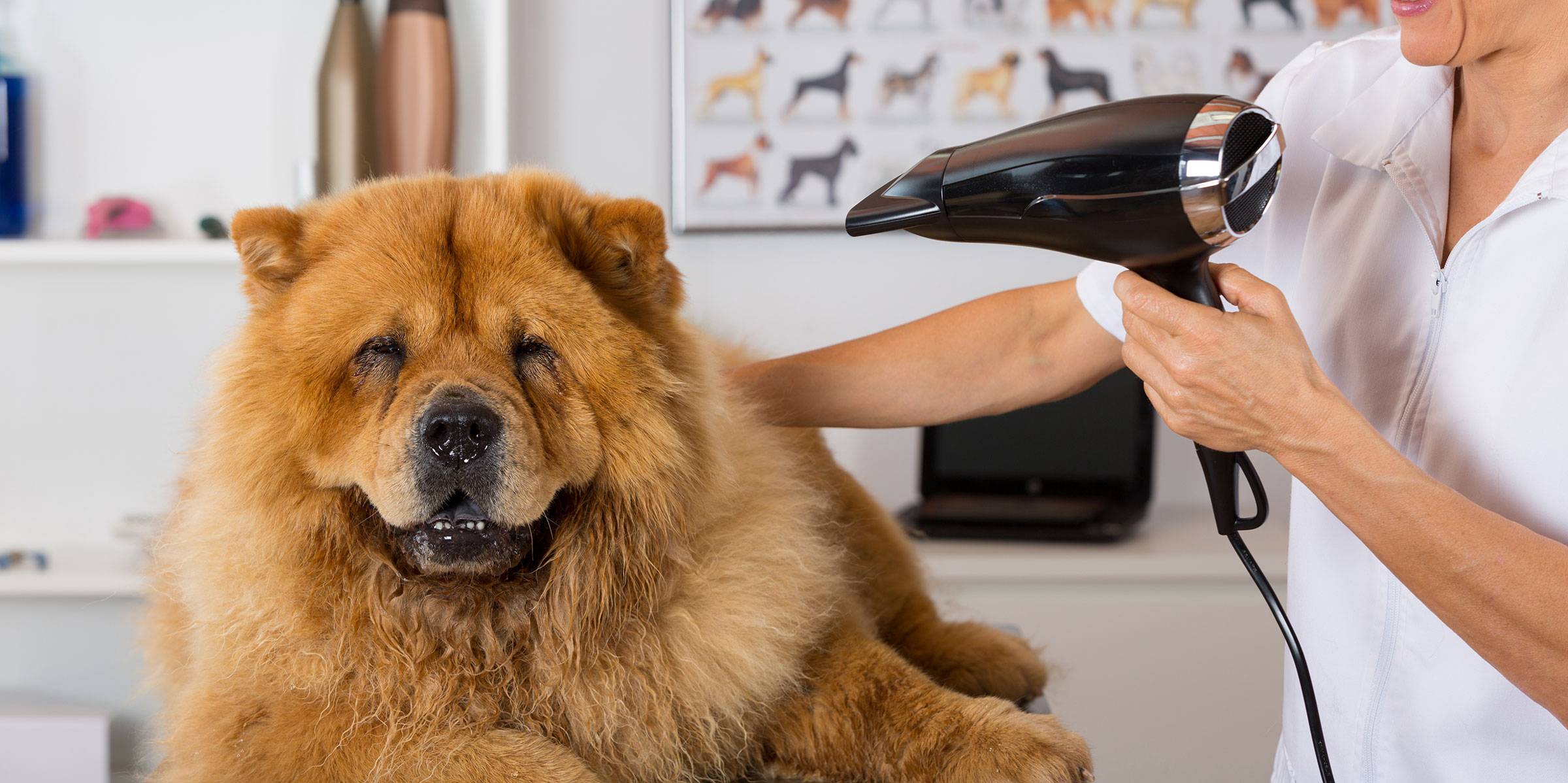 Additional Services Dirty Paws Grooming