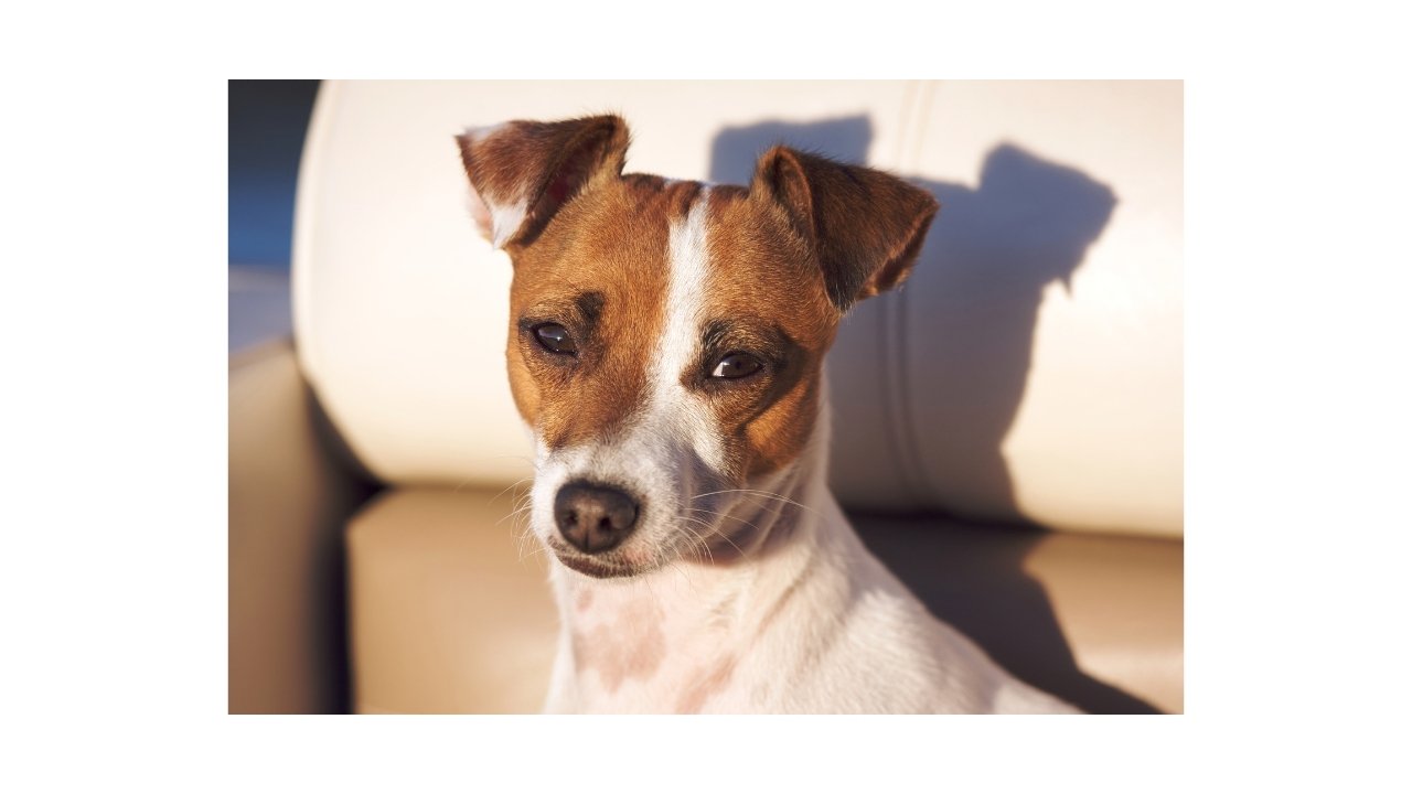 Top 10 Best Small Watchdogs for Seniors Senior's BFF Disabilitease