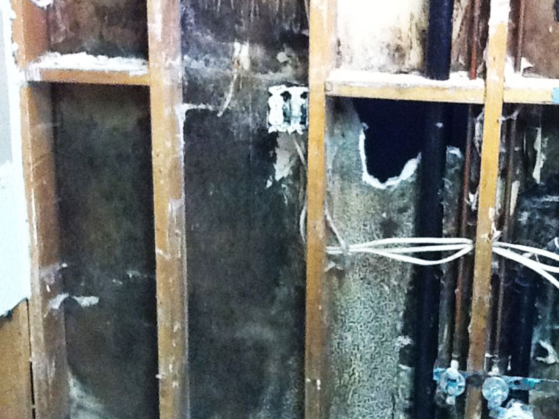 Mold Removal & Remediation Utah & Wyoming Disaster Professionals