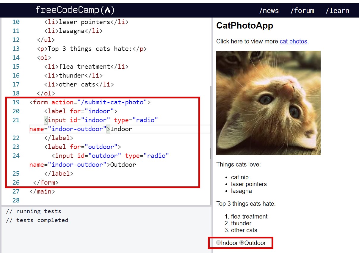 HOW TO MAKE RADIO Buttons answer HTMLCSS The freeCodeCamp Forum