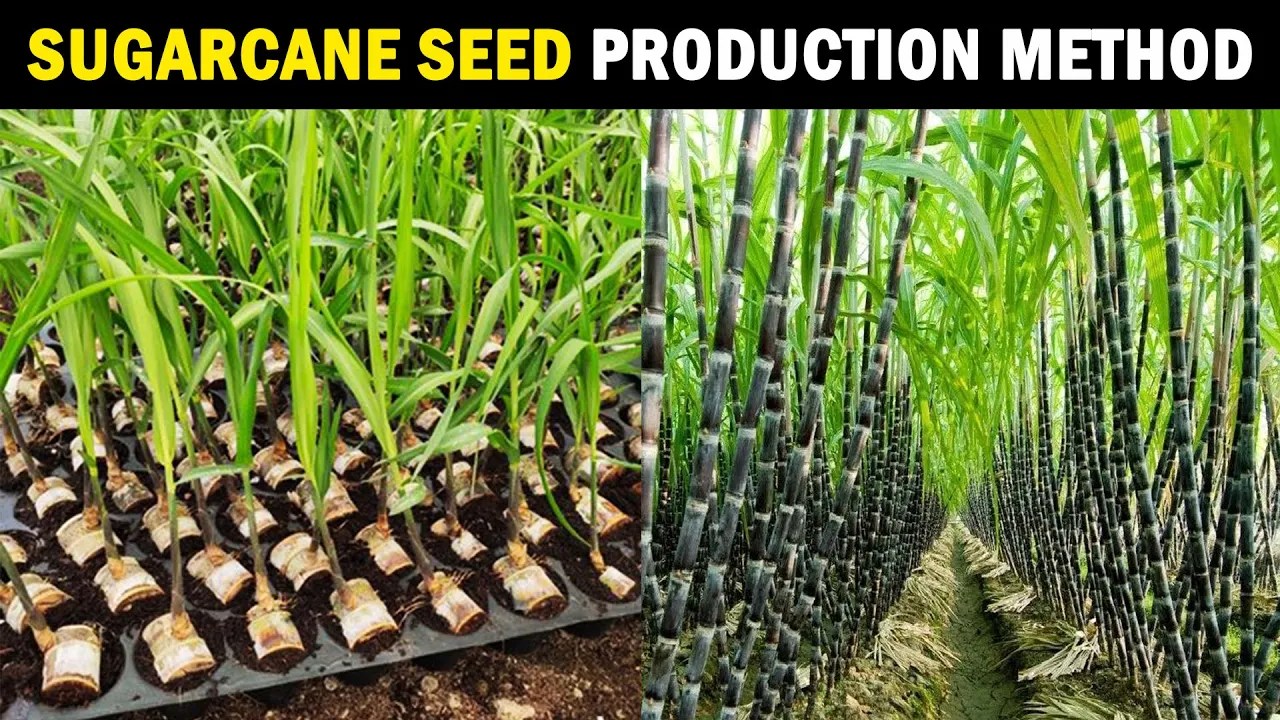 Sugarcane Seed Production Sugarcane Planting Methods Sugarcane