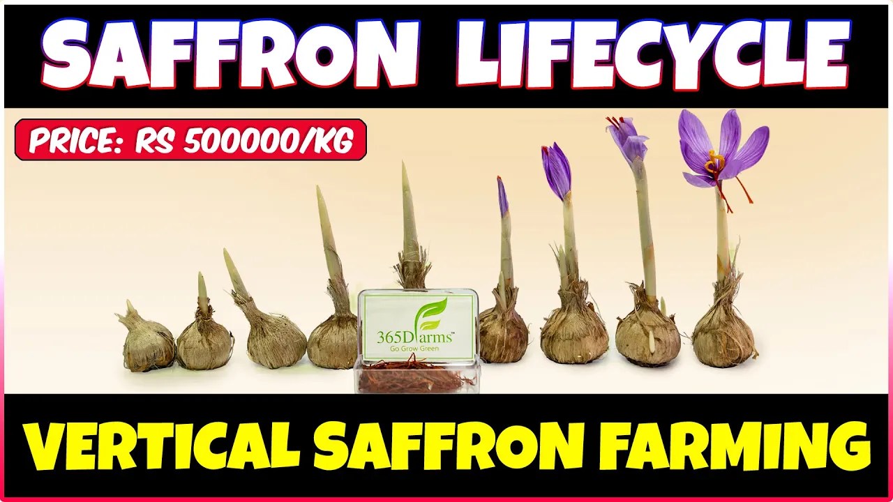 Vertical Saffron Farming Saffron Lifecycle Discover Agriculture