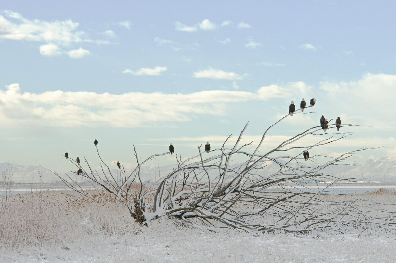 Great Salt Lake Bird Watching Discover Davis Discover Davis