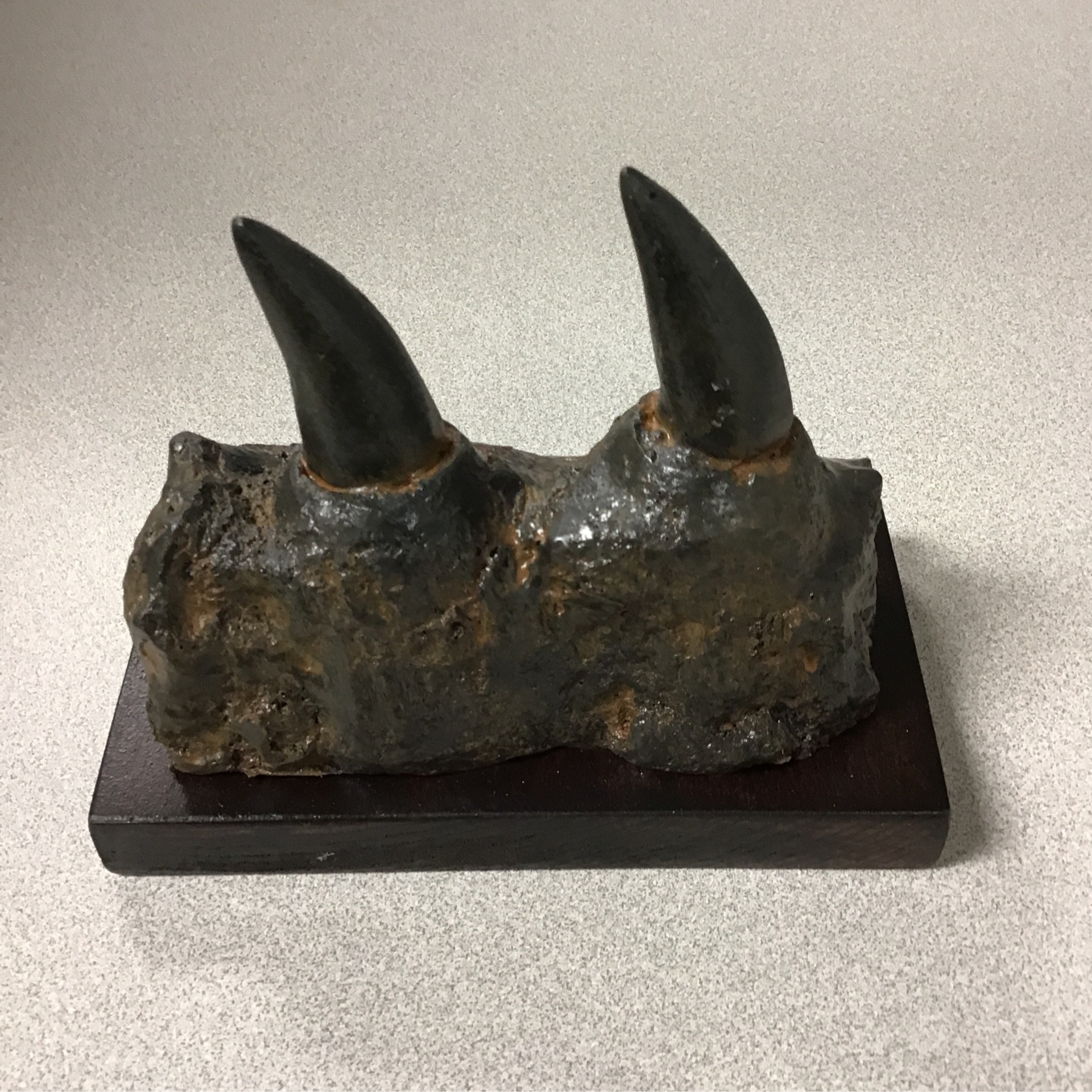 Replicas of Fossils Canadian Fossil Discovery Centre