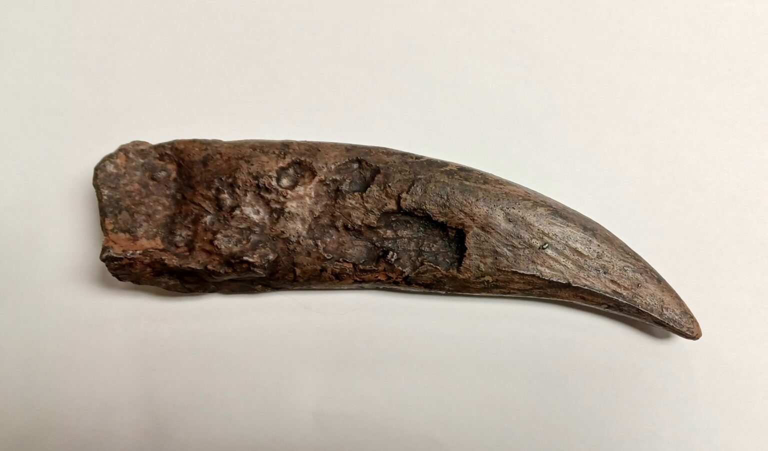 TRex Tooth Replica Medium (3047) Canadian Fossil Discovery Centre