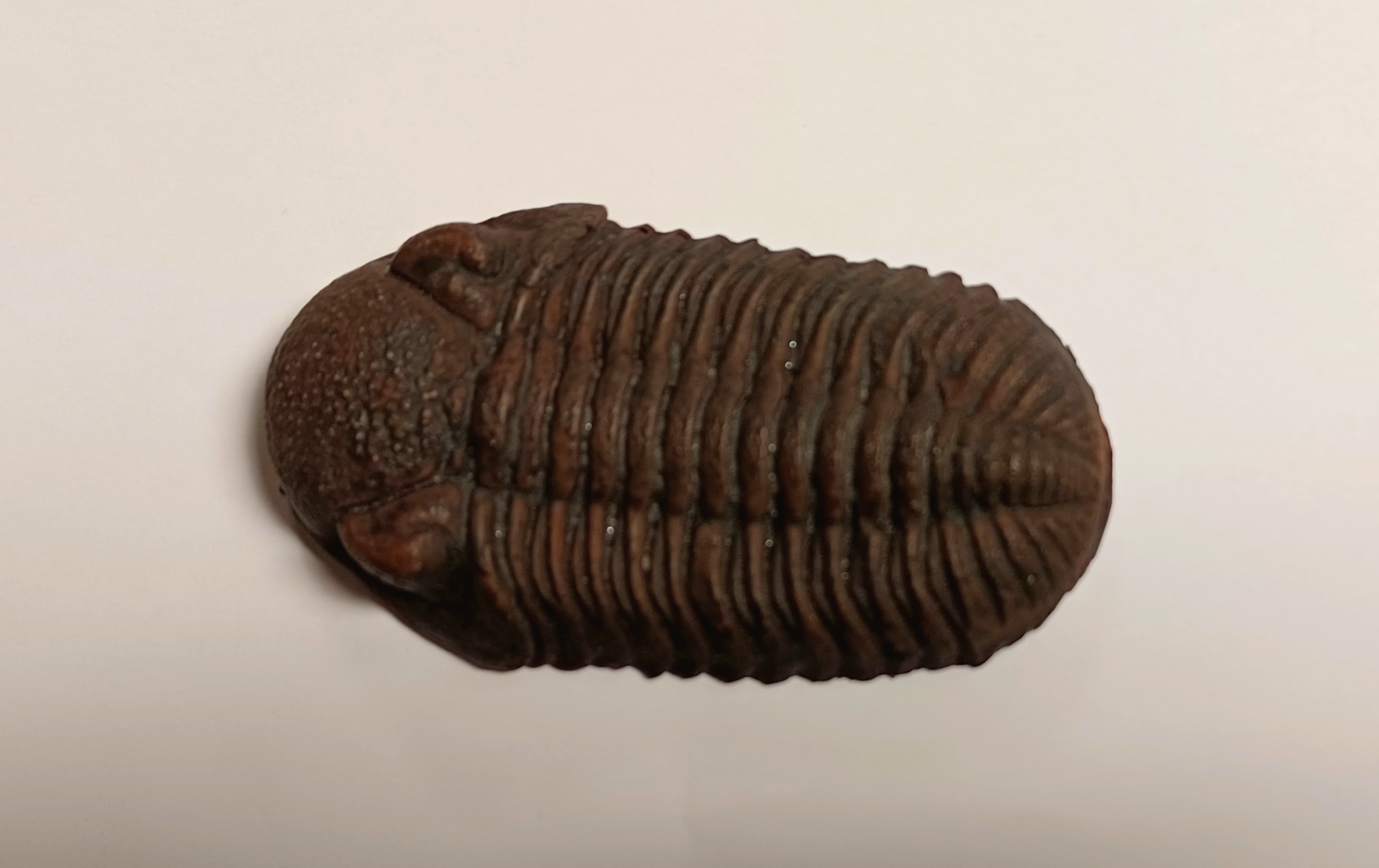 Trilobite Replica Small (3049) Canadian Fossil Discovery Centre