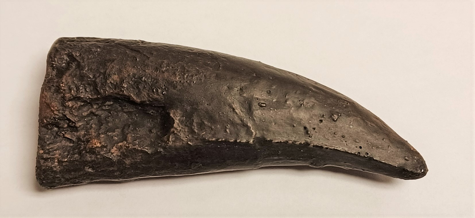 TRex Tooth Replica Small (3046) Canadian Fossil Discovery Centre