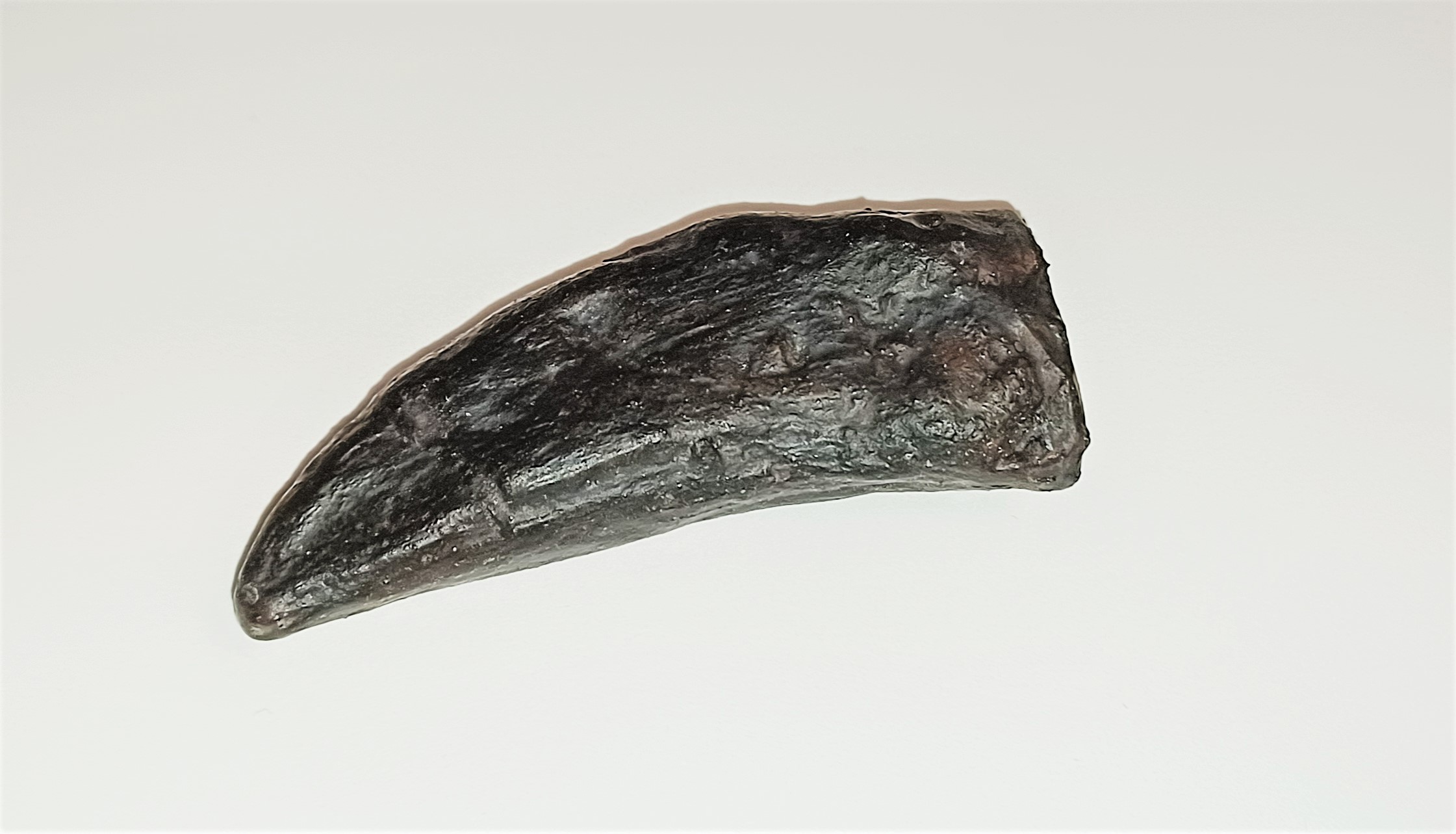 TRex Tooth Replica Baby (3051) Canadian Fossil Discovery Centre