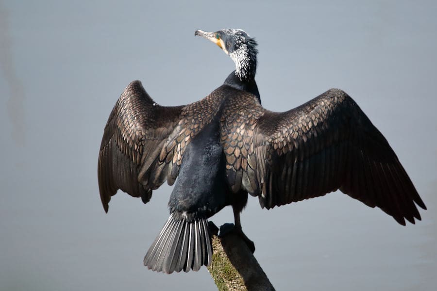 GreatCormorantRockportMA Discover Gloucester