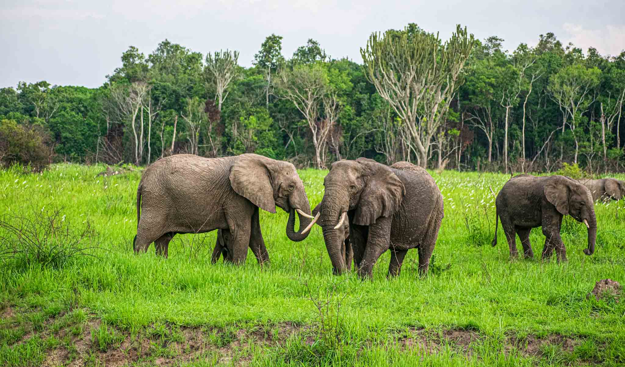 Gallery Discover Gorillas