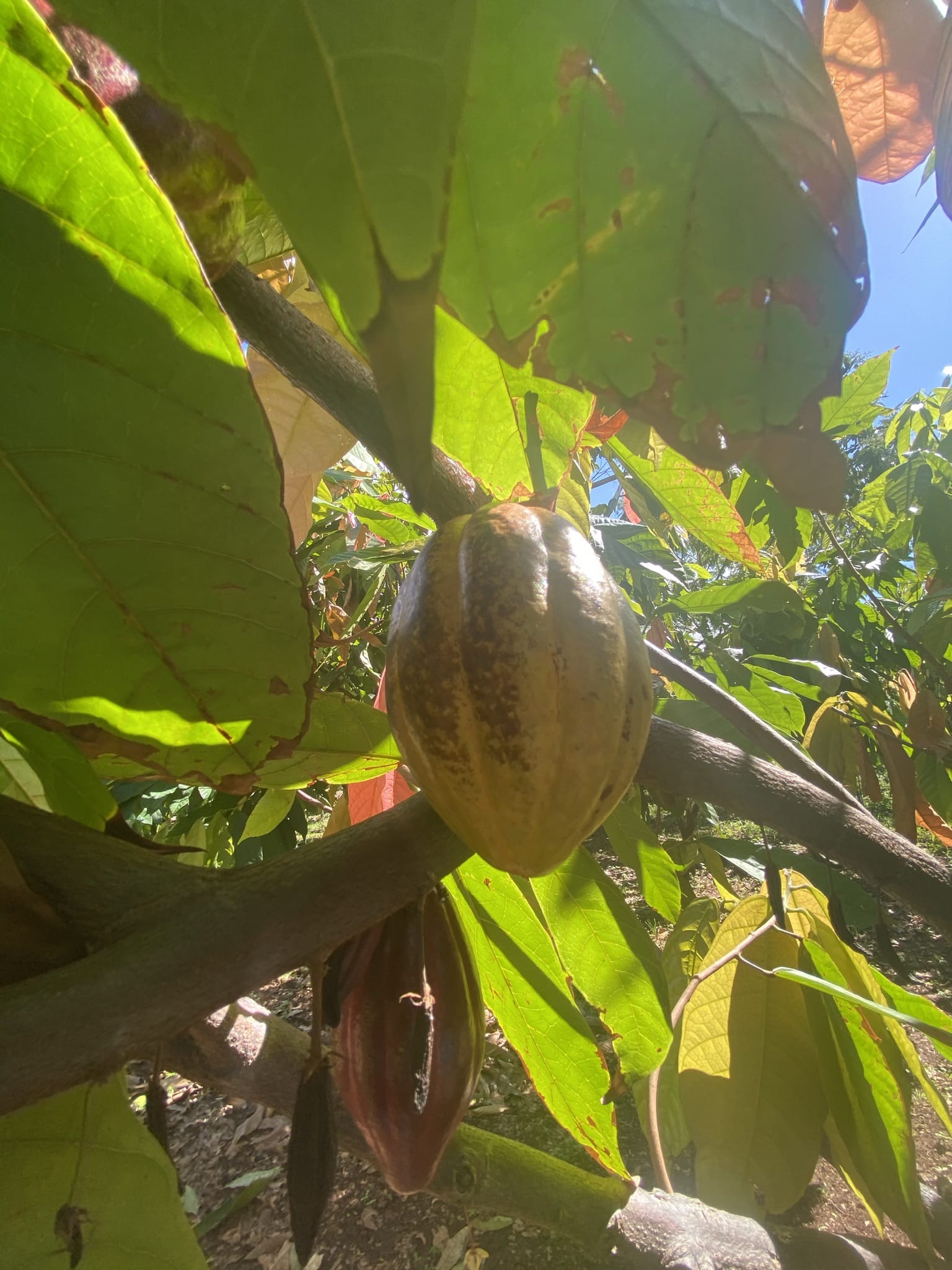 Maui Ku’ia Estate Chocolate Tours Discovering Hidden Gems