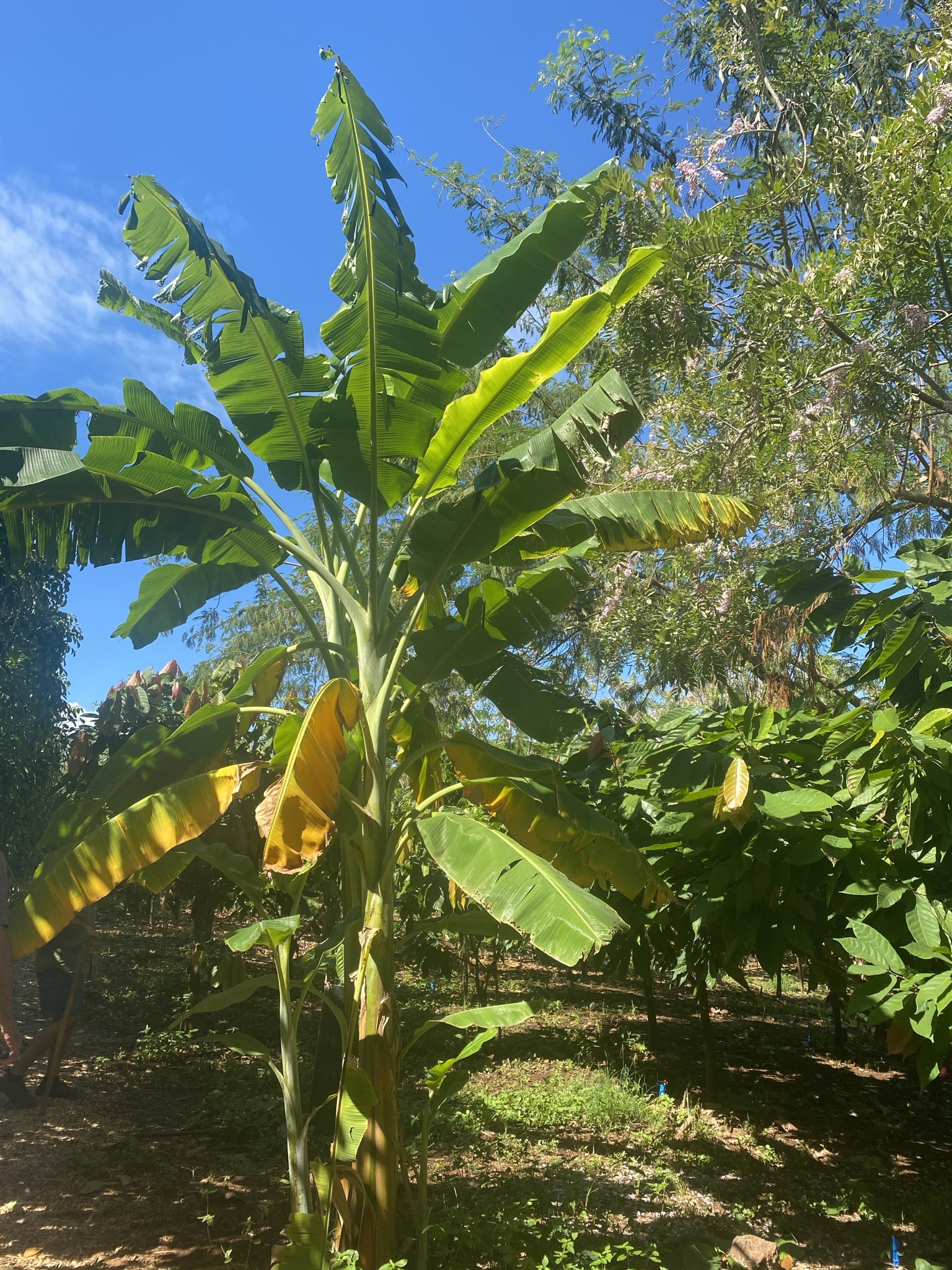 Maui Ku’ia Estate Chocolate Tours Discovering Hidden Gems