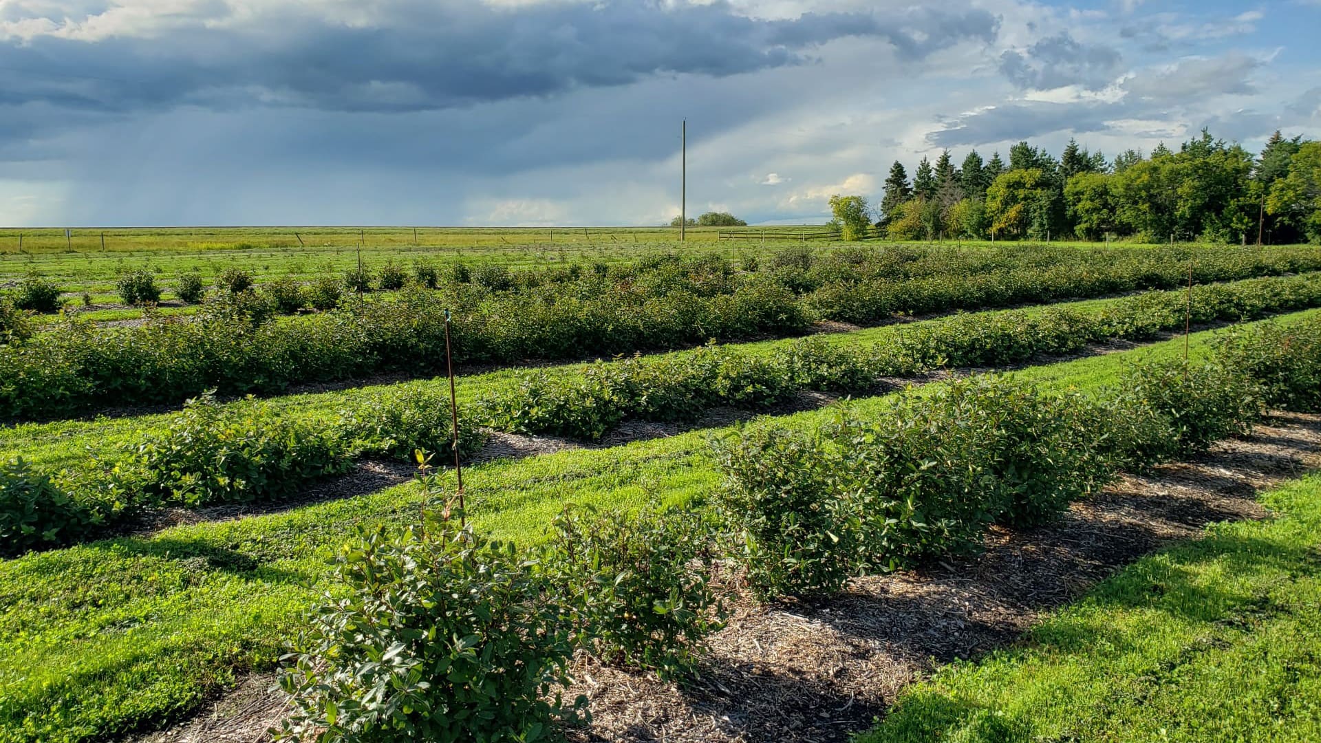 UPICK ADVENTURES AT 795 HASKAP BERRY FARM Discover Leduc Region