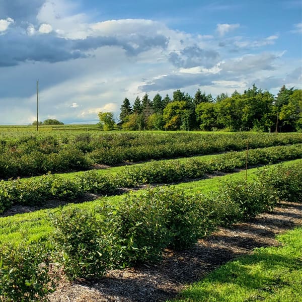 UPICK ADVENTURES AT 795 HASKAP BERRY FARM Discover Leduc Region
