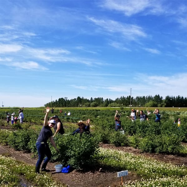 UPICK ADVENTURES AT 795 HASKAP BERRY FARM Discover Leduc Region