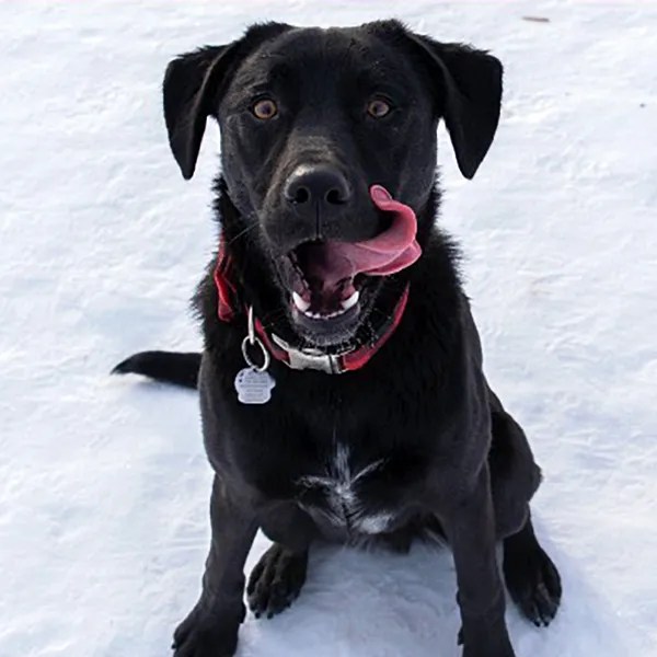 Beaumont Dog Park Discover Leduc Region
