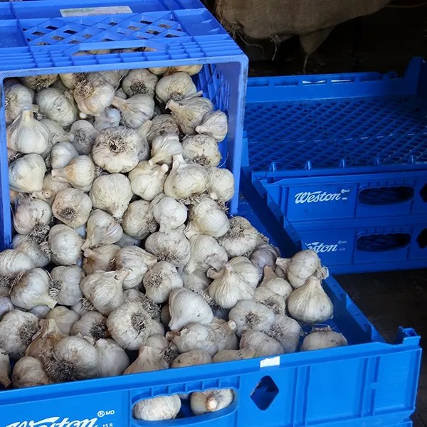 GerMac Garlic Farm Discover Leduc Region