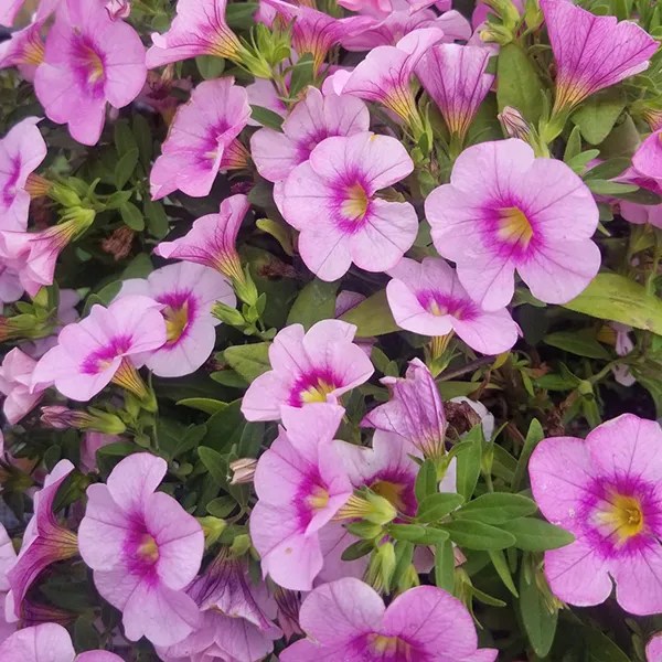 New Sarepta Farmers Market Discover Leduc Region