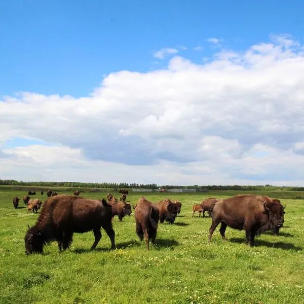 Maple Hill Bison Farms Discover Leduc Region