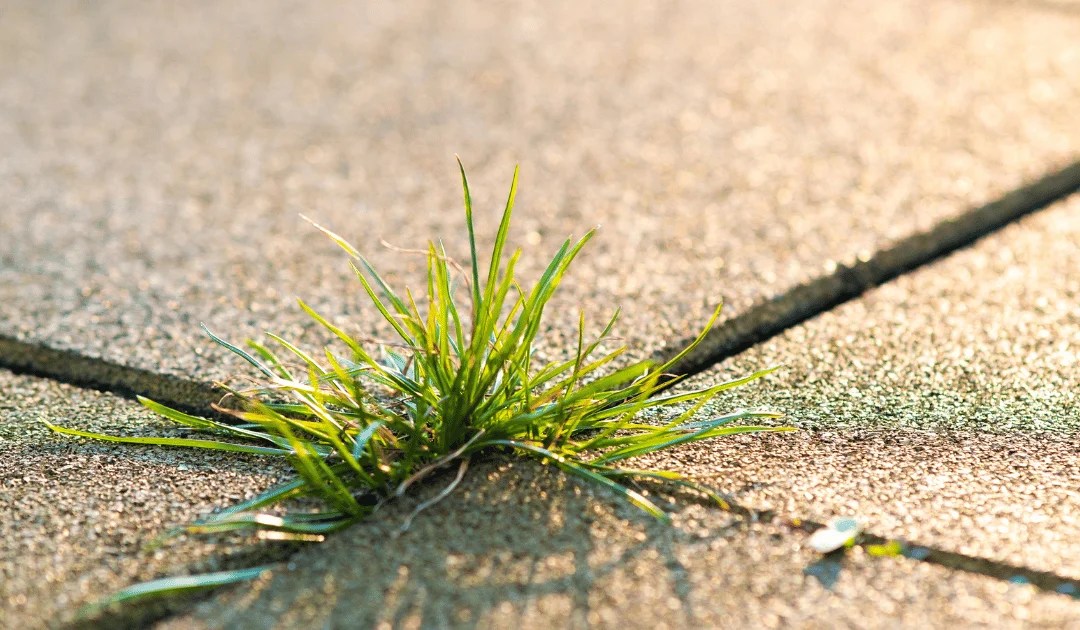 Does Block Paving Sealer Stop Weeds? Explained Discover Paving