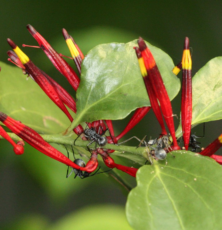 Ants Discover Pollinators