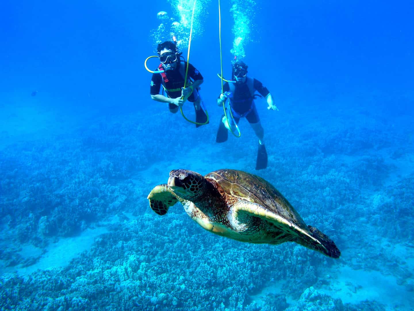 Roatan SNUBA Diving Discover Roatan™ Excursions & Tours