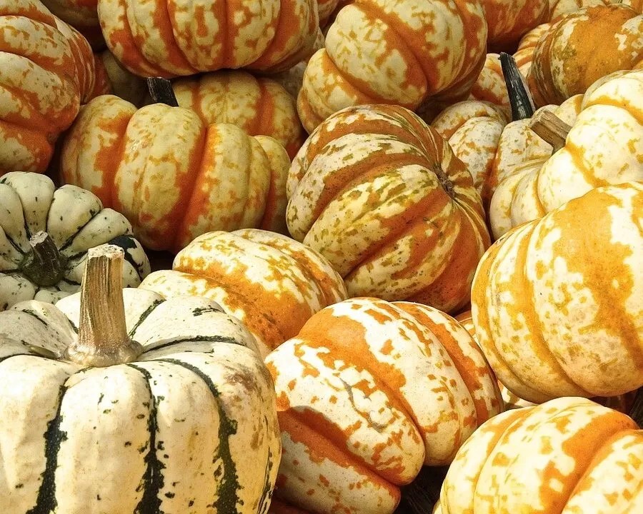 SCREAM TOWN Discover Shakopee