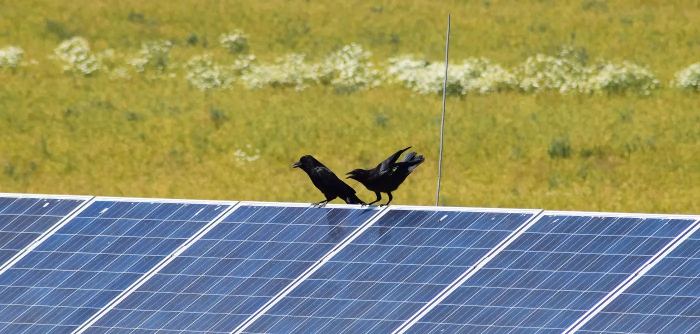 Solar Panel Bird Damage How To Prevent It And Stop It Now Discover