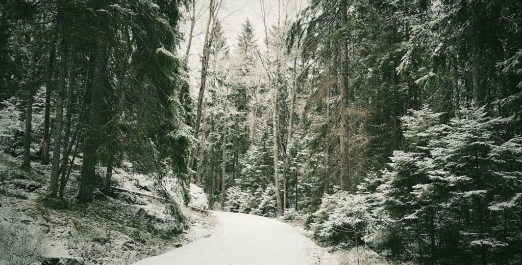 Tyresta National Park, a road lined with snowy pine trees
