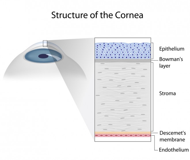 Understanding and Treating Corneal Scratches and Abrasions Discovery