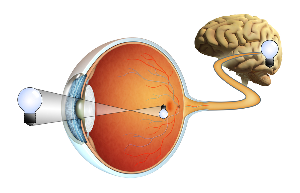 brain link to eye Discovery Eye Foundation
