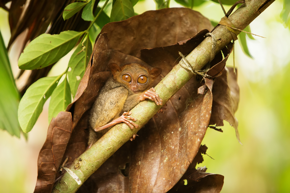 Top 26 Animals With BEST Eyesight (Visual Adaptations), 54 OFF