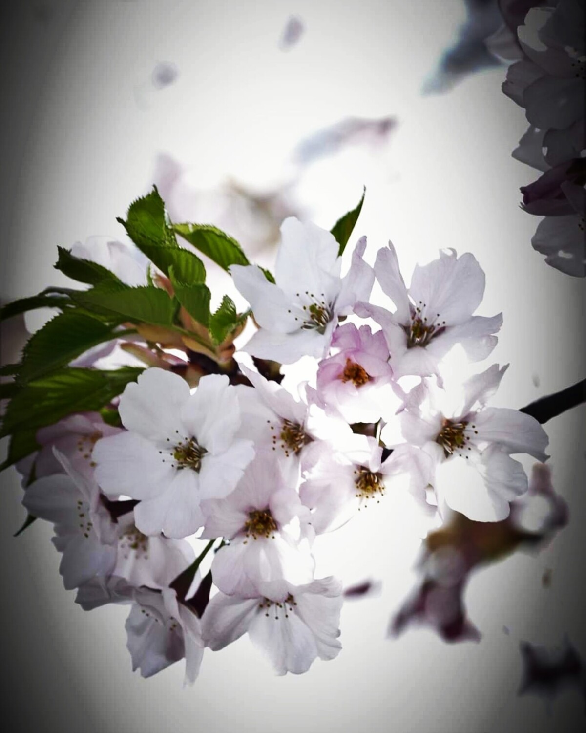 Cherry Blossom discoverywall.nz