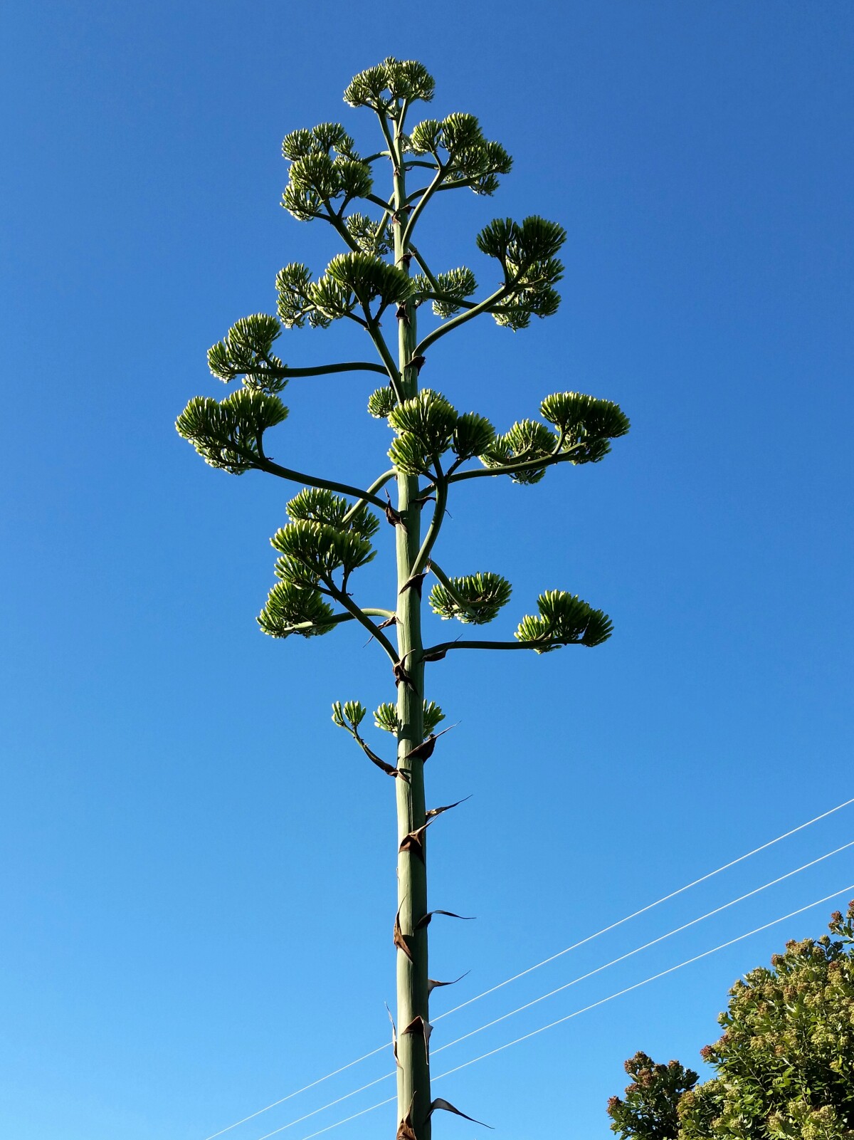 Century plant bloom discoverywall.nz