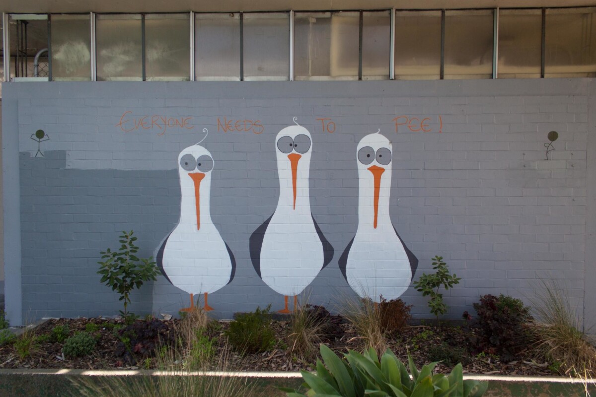 Seagull discoverywall.nz