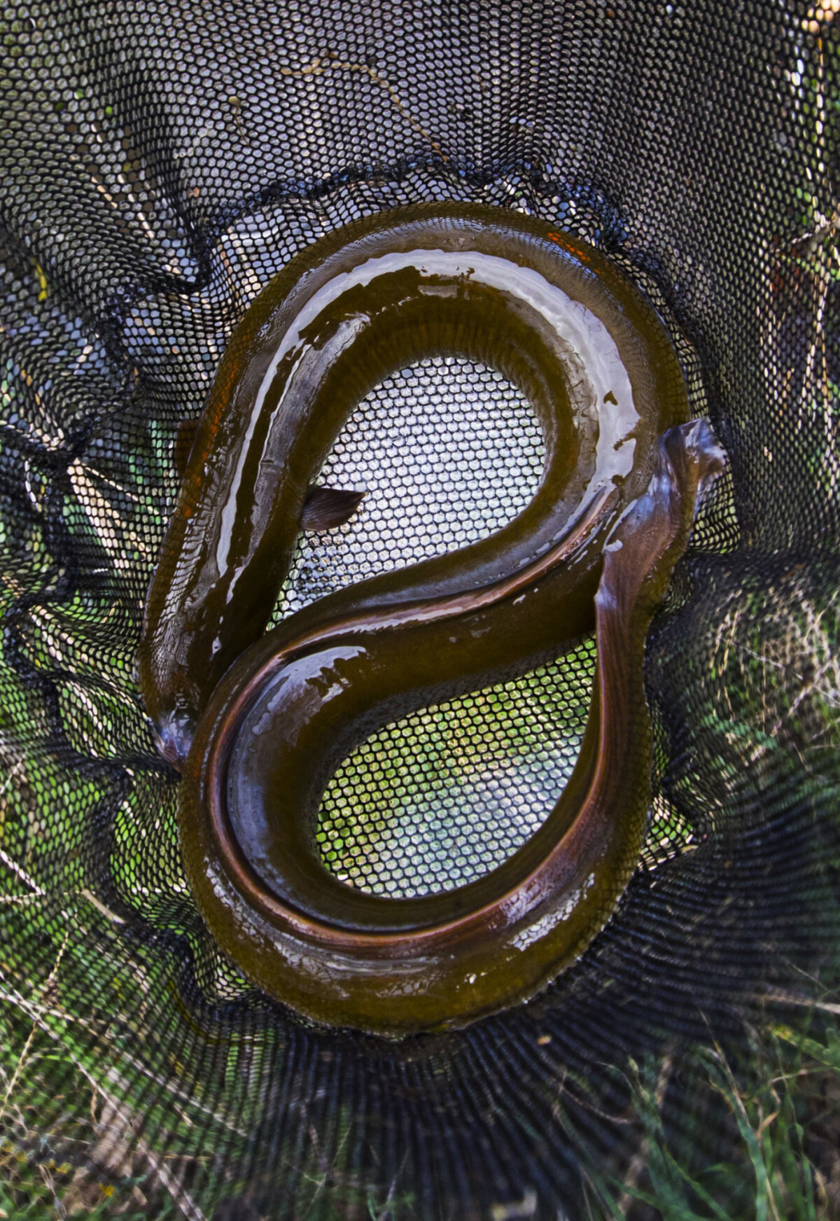 Eel discoverywall.nz