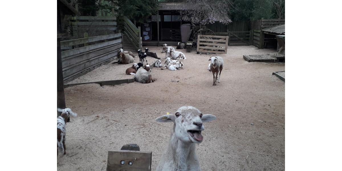 Goat at Willowbank Wildlife Reserve discoverywall.nz