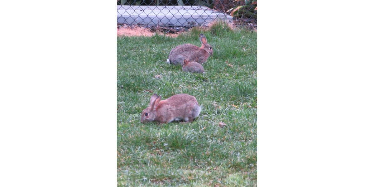 Town rabbits discoverywall.nz