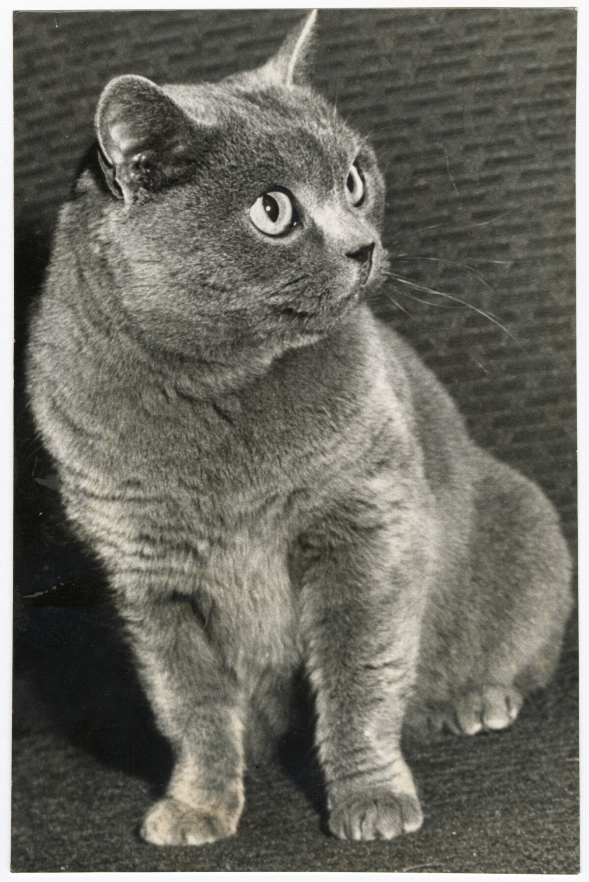 Award winning British blue cat discoverywall.nz