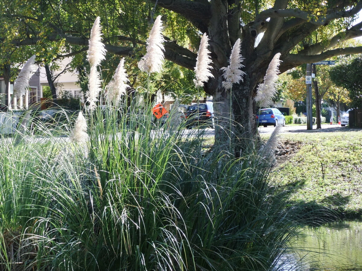 Fisherman's Point, Taumutu discoverywall.nz