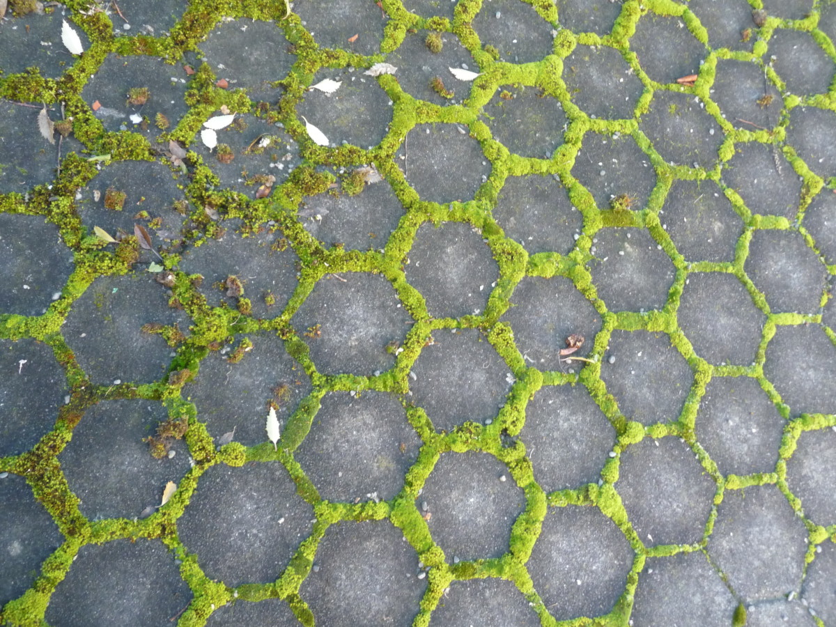 Ground Moss Between Pavers