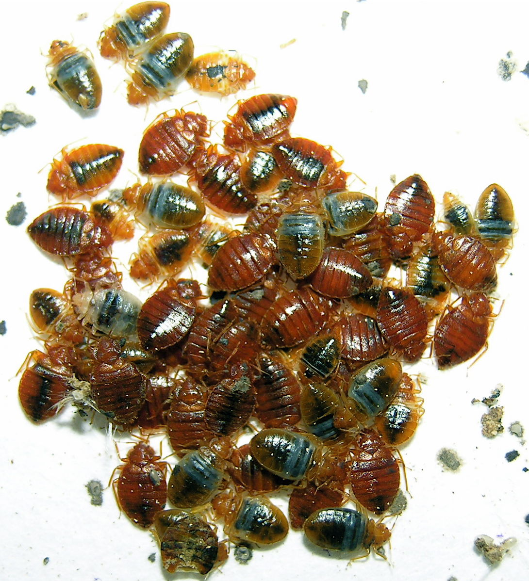 How to Get Rid of Bed Bugs in Apartment Bed Bug Inspection