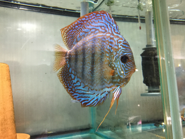 プロが教えるディスカスの病気 ディスカス流行ってるよね？